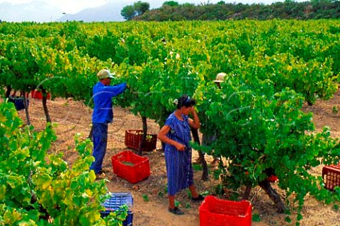 Harvesting in vineyard of Avontuur   winery Stellenbosch Cape Province   South Africa