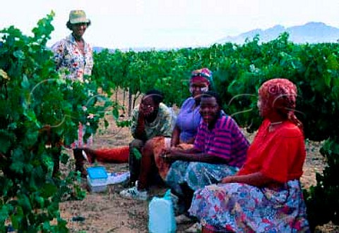 Pickers tea break   Avontuur Vineyards Stellenbosch   Cape Province South Africa