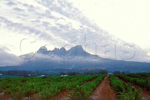 Avontuur Vineyards with the Helderberg   Mountain beyond    Stellenbosch Cape   Province South Africa