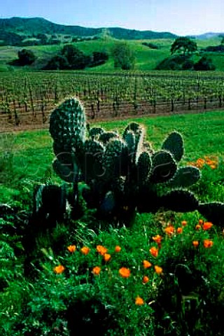 Sanford vineyards Buellton Santa   Barbara Co California   Santa Rita Hills AVA  Santa Ynez   Valley