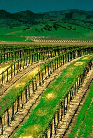 Vineyard near Soledad Monterey Co   California