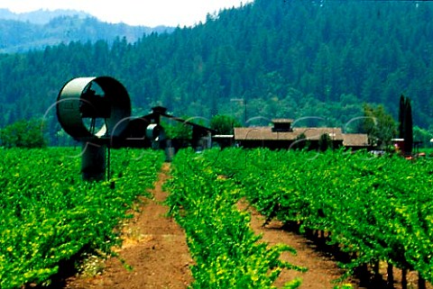 Robert Pecota Winery and vineyard   Calistoga Napa Co California  Napa   Valley