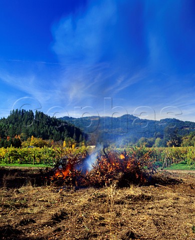 Burning phylloxera infected vines on AXR1 rootstock   St Helena Napa Valley California