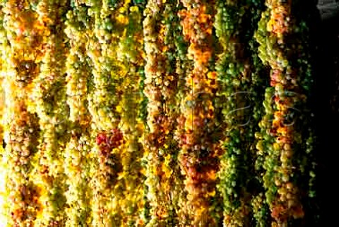 Vespaiola grapes drying for Torcolato a   sweet wine of Fausto Maculan Breganze   Veneto Italy