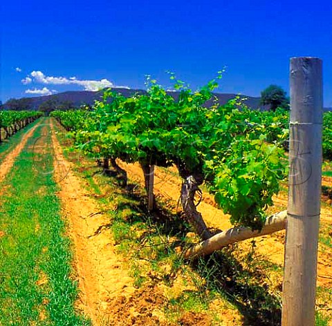 Shiraz vineyard Mudgee New South Wales Australia