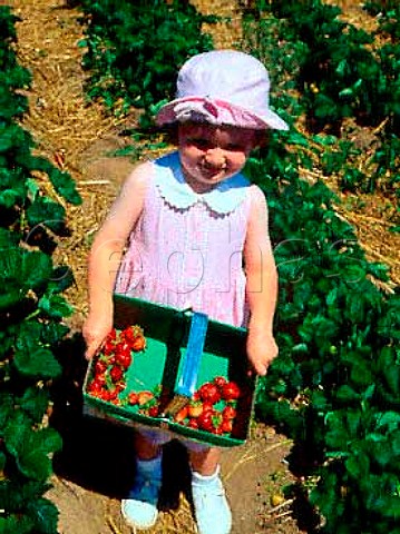 Pick Your Own strawberries Brympton Farm Yeovil   Somerset