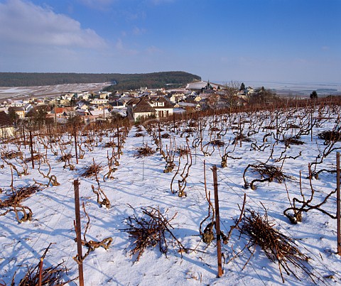 Prunings await burning in vineyard above Cramant on the Cte des Blancs Marne France   Champagne