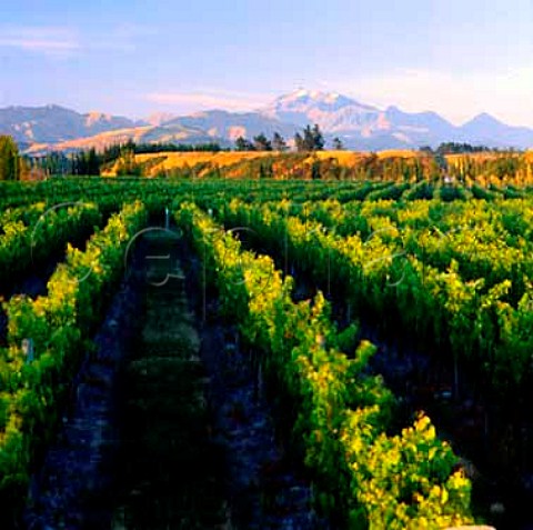 Vavasour Estate vineyard in the Awatere Valley   Marlborough New Zealand