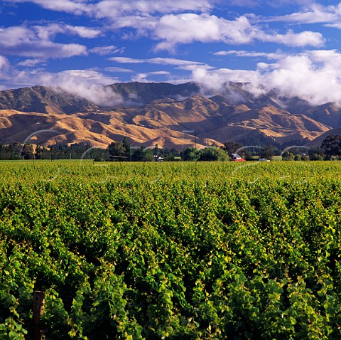 Brancott Estate vineyard in the Brancott Valley Marlborough New Zealand