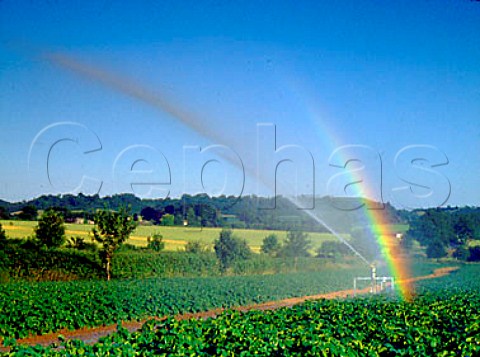 Irrigation of potato field Somerset