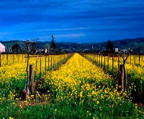 Springtime mustard flowering in Peju Province   Vineyard Rutherford Napa Co California