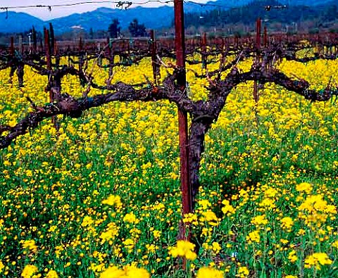 Springtime mustard flowering in Charles Krug    vineyard StHelena Napa Co California   Napa Valley