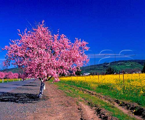 Springtime blossom and mustard in vineyard of   Rubicon Estate formerly Niebaum Coppola   Rutherford Napa Valley California
