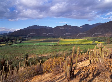 Vineyards of Errazuriz in the    Aconcagua Valley Chile