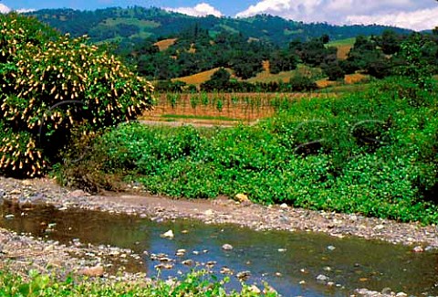 Vyburny Vineyards by Rockaway Creek in the Alexander   Valley Sonoma Co California Alexander Valley