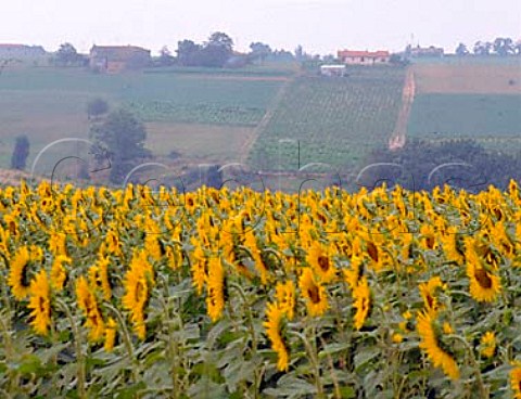 Vineyards and sunflowers near Cunac   east of Albi Tarn France Ctes du Tarn