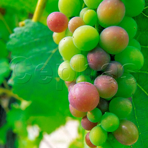 Pinot Noir grapes changing colour as they ripen   veraison