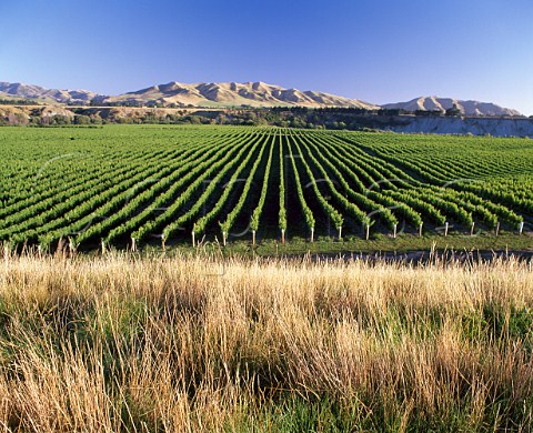Wakefield Downs vineyard of Babich in the Awatere   Valley Marlborough New Zealand