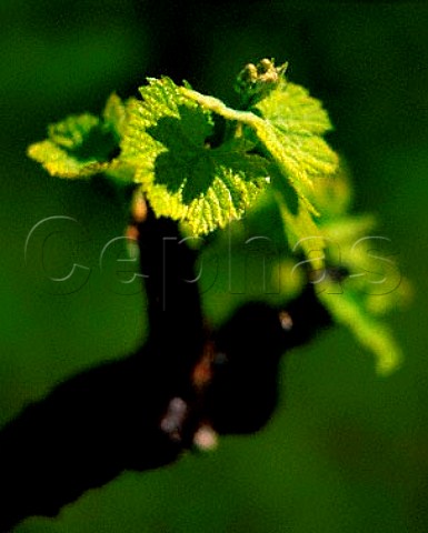 Springtime growth on Chardonnay vine   Napa Valley California