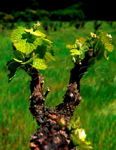 Springtime growth on Chardonnay vine   Napa Valley California