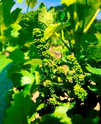 Chardonnay vine in bud  Napa Valley