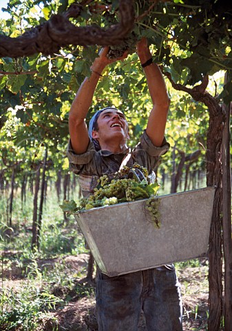 Harvesting grapes in vineyard of Peaflor Mendoza Argentina