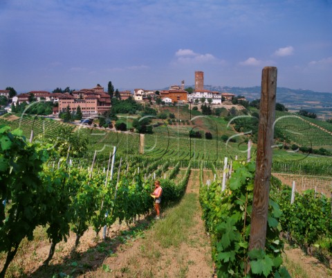 Removing excess shoots in vineyard at Barbaresco the winery of Angelo Gaja is on left Piemonte Italy Barbaresco