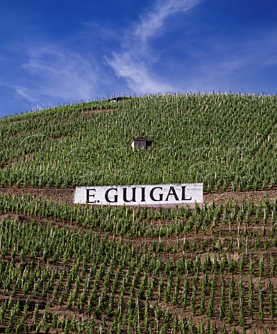 Vineyard of Guigal on the Cte Blonde at Ampuis   Rhne France  AC Cte Rtie