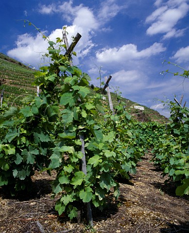 Traditionally staked Syrah vines on the Cte Blonde Ampuis Rhne France Cte Rtie