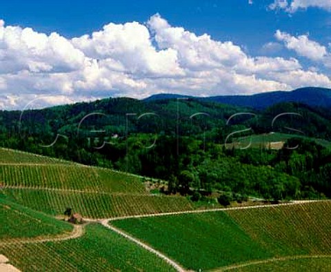 Part of the the Schlossberg vineyard of Schloss   Staufenberg on the edge of the Black Forest at   Durbach Baden Germany  Grosslage Frsteneck