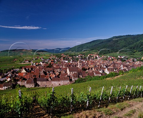 Riquewihr viewed from the Grand Cru Schoenenbourg vineyard HautRhin France  Alsace
