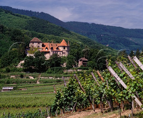 Reichenberg Chteau above vineyards at Bergheim   HautRhin France  Alsace