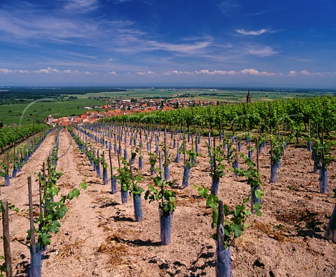 Young vines in vineyards above DambachlaVille  BasRhin France Alsace