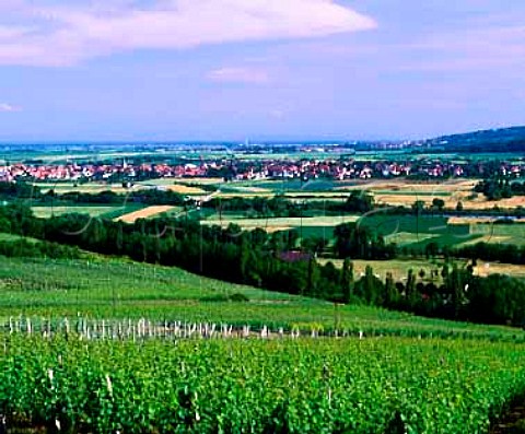 Vineyards at Molsheim with Dorlisheim in the   distance BasRhin France Alsace