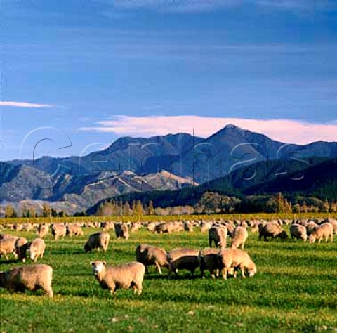 Sheep grazing alongside vineyard in the Wairau   Valley with the Richmond Ranges beyond Marlborough   New Zealand