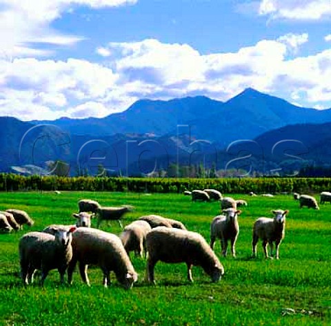 Sheep grazing alongside vineyard in the   Wairau Valley with the Richmond Ranges beyond   Marlborough New Zealand
