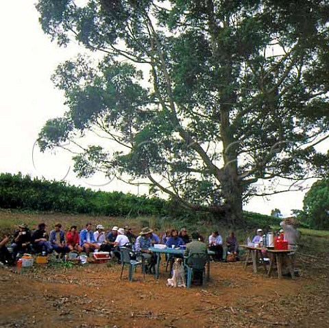 Grape pickers tea break   Harewood Estate Denmark Western Australia  Lower Great Southern