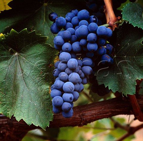 Mourvedre grapes known as Mataro in Australia   Cape Mentelle Vineyards Margaret River  Western Australia