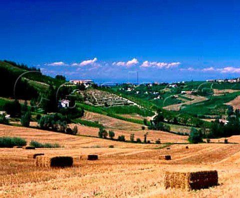 Vineyards and straw bales near Calvignano Lombardy   Italy Oltrep Pavese DOC