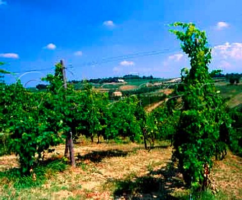 Vineyards near Castelvetro Emilia Romagna Italy   Lambrusco Grasparossa di Castelvetro DOC