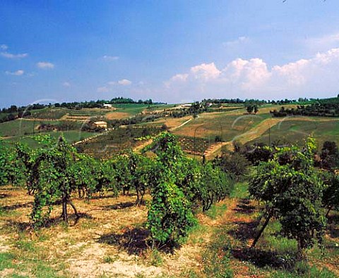 Vineyards near Castelvetro EmiliaRomagna Italy   Lambrusco Grasparossa di Castelvetro DOC