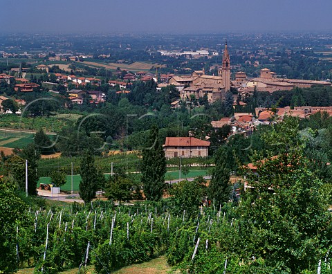 Vineyard at Castelvetro Emilia Romagna Italy   Lambrusco Grasparossa di Castelvetro