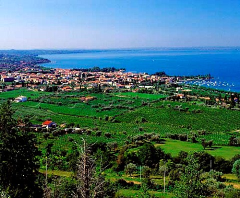 Vineyards around Bardolino on the shore of   Lake Garda Veneto Italy   Bardolino Classico
