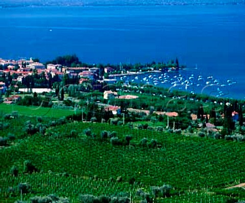 Vineyards around Bardolino on the shore of   Lake Garda Veneto Italy   Bardolino Classico DOC