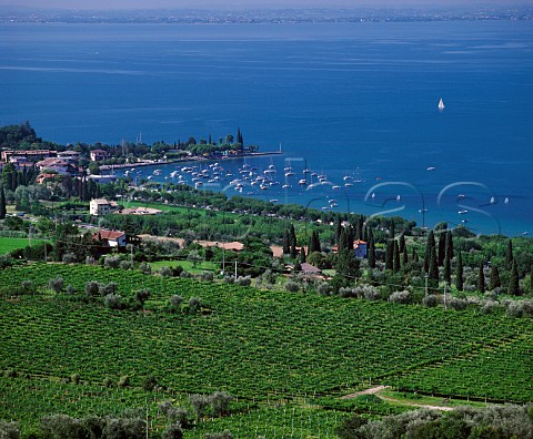Vineyards on the shore of Lake Garda at  Bardolino Veneto Italy   Bardolino Classico