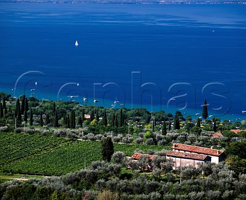 Vineyards on the shore of Lake Garda at  Bardolino Veneto Italy   Bardolino Classico DOC