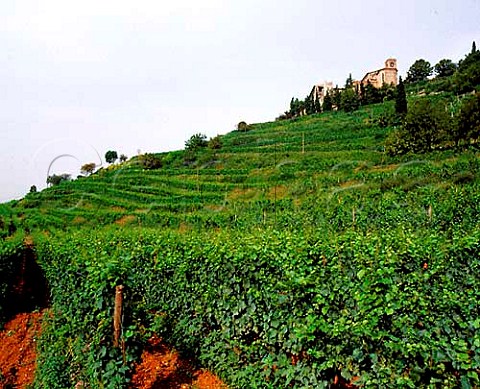 The Annunciata vineyard of Bellavista below the   15thcentury Convento dellAnunciata at Rovato   Lombardy Italy  Franciacorta