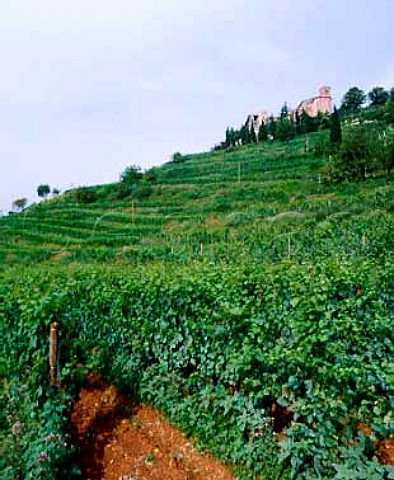 The Annunciata vineyard of Bellavista below the 15th   century Convento dellAnunciata at Rovato Lombardy   Italy  Franciacorta