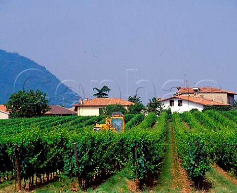 Summer pruning of vineyard by machine at Erbusco   Lombardy Italy   Franciacorta