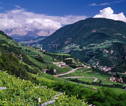 View up the Isarco valley to the Dolomites from   vineyards in the Santa Maddalena Classico zone on the   outskirts of Bolzano Alto Adige Italy  Santa Maddalena  Colli di Bolzano DOCs